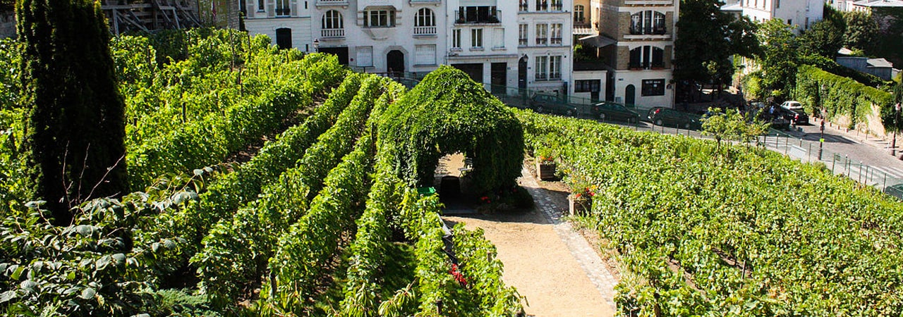 La petite histoire des vignes de la butte Montmartre